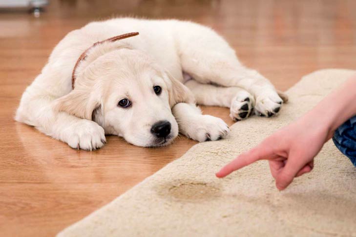 The Professional Dog Trainer’s Guide to Housetraining and Potty Training a Puppy